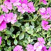 Aubretia deltoidea - Aubretia