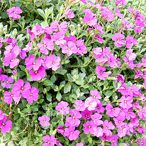 Aubretia deltoidea (Aubretia)