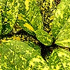Aucuba japonica - Mr Goldstrike - Spotted Laurel, Aucuba