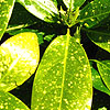 Aucuba japonica - Variegata - Spotted Laurel