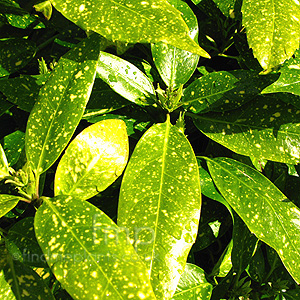 Aucuba japonica - 'Variegata' (Spotted Laurel)