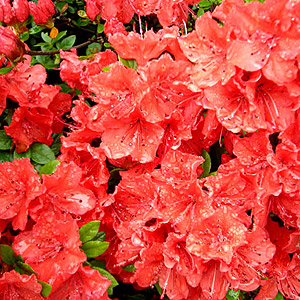 Azalea japonica - 'Geisha Orange'