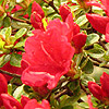 Azalea japonica - Hino Crimson