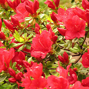 Azalea japonica - 'Hino Crimson'