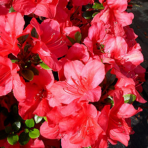 Azalea japonica - 'Johanna'