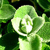 Ballota pseudodictamnus - Shrubby Horehound