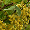 Berberis aristata - Berberis