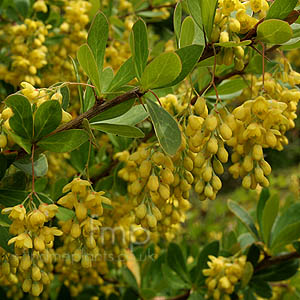 Berberis aristata (Berberis)