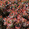 Berberis thunbergii - Atropurpurea Nana
