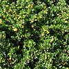 Berberis  buxifolia - Nana - Berberis