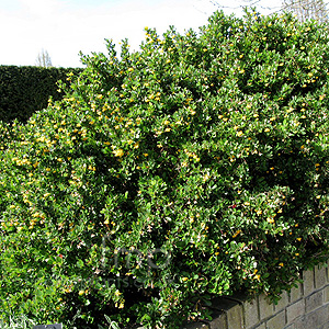 Berberis  buxifolia - 'Nana' (Berberis)