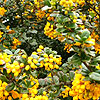 Berberis Darwinii - Berberis