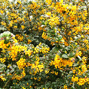 Berberis Darwinii (Berberis)