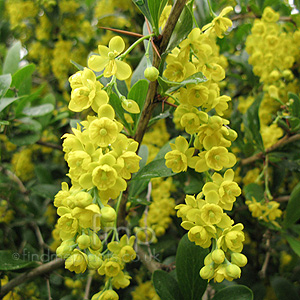 Berberis floribunda (Berberis)