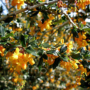 Berberis lologensis - 'Apricot Queen' (Berberis)