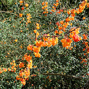 Berberis X stenophylla (Berberis)
