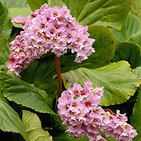 Bergenia crassifolia (Elephant's Ears, Bergenia)