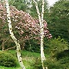 Betula Pendulla - Silver Birch