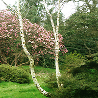 Betula Pendulla (Silver Birch)