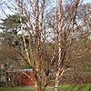 Betula albo-sinensis - Septentrionalis - Birch