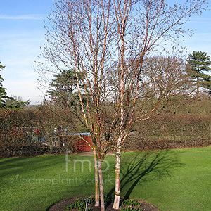 Betula albo-sinensis - 'Septentrionalis' (Birch)