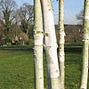 Betula utilis - jaquemontii - Betula, Himalayan birch