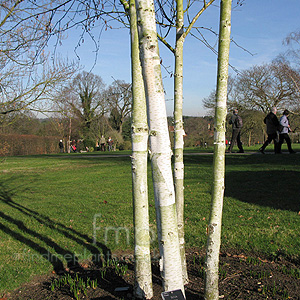 Betula utilis - jaquemontii (Betula, Himalayan Birch)