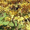 Betula medwediewii - Cherry Birch, Betula