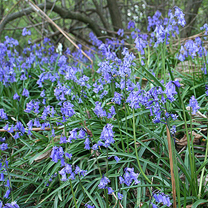 Hyacinthoides non-scripta (Bluebell)