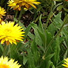 Bracteantha bracteata - Dargan Hill Monarch