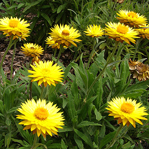 Bracteantha bracteata - 'Dargan Hill Monarch'