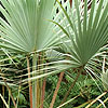 Brahea armata - Blue Hesper Palm, Brahea