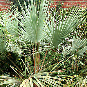 Brahea armata (Blue Hesper Palm, Brahea)