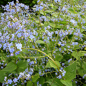 Brunnera macrophylla - 'Langtrees' (Siberian Bugloss)