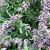 Buddleja alternifolia - Argentea - buddleja