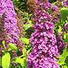 Buddleja davidii - Peakeep - Butterfly bush