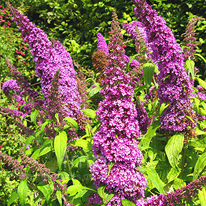 Buddleja davidii - 'Peakeep' (Butterfly Bush)