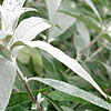 Buddleja davidii - Pixie Blue - Butterfly bush, Buddleja