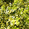 Buxus sempervirens - Elegantissima