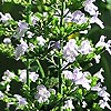 Calamintha nepeta - Calaminth