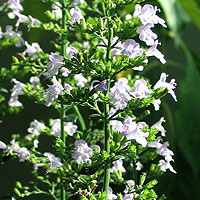 Calamintha nepeta (Calaminth)