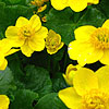 Caltha palustris - Marsh Marigold, King Cup