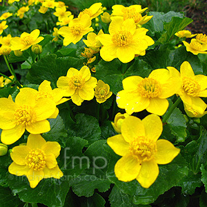 Caltha palustris (Marsh Marigold, King Cup)