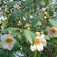 Camellia X Williamsii - 'First Flush'