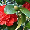 Camellia japonica - Althaeflora