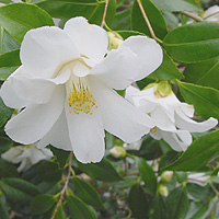 Camellia - 'Lilt Pons'