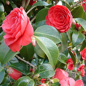 Camellia japonica - 'Coquetti'