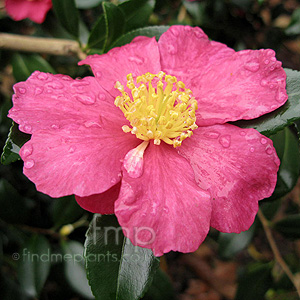 Camellia - 'crimson King'
