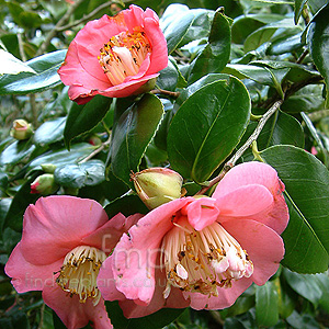 Camellia - 'Hinu Maru' (Chinese Rose)