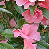 Camellia - Leonard Messel